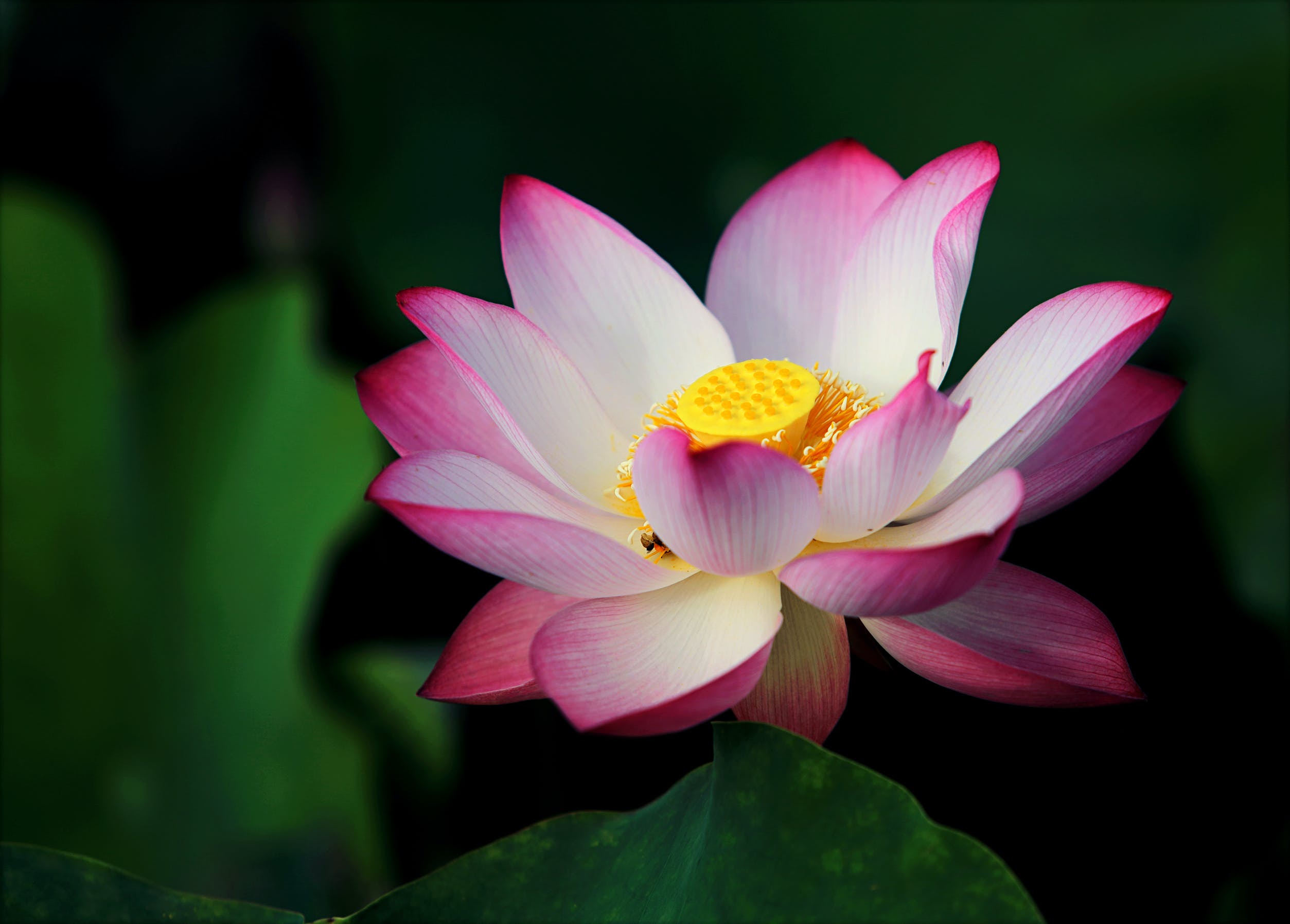 Pastel open lotus flower with colors ranging from bright yellow to purple on a dark green stem with green lily pads surrounding it.